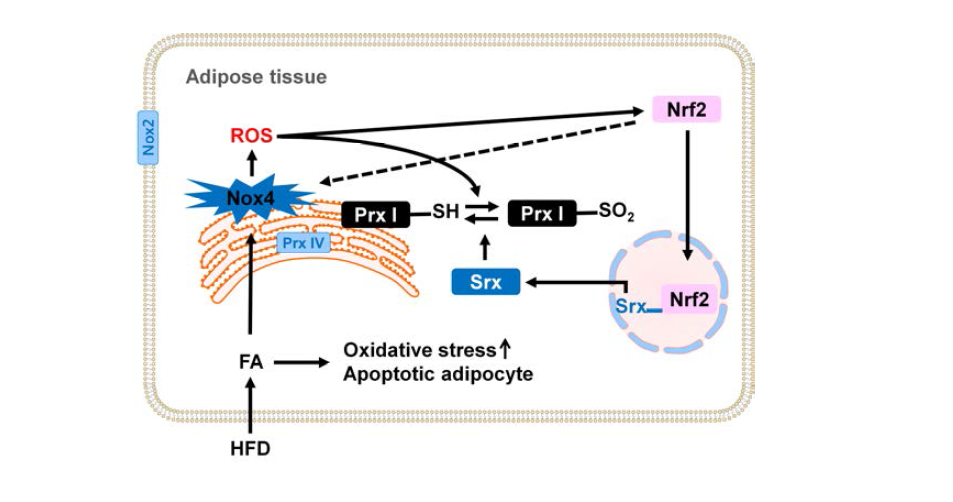 Model for HFD-induced ROS generation, Prx I hyperoxidation, and Srx expression in the mouse adipose tissue
