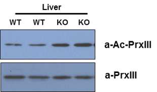 Sirt3 WT과 KO 간조직에서 아세틸화된 PrxIII에 대한 scFv의 특이적 결합