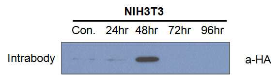 NIH3T3 세포에서의 Intrabody 발현