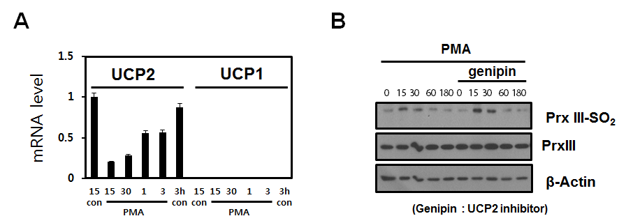 UCP2의 억제에 의한 대식세포의 미토콘드리아 과산화수소의 생성