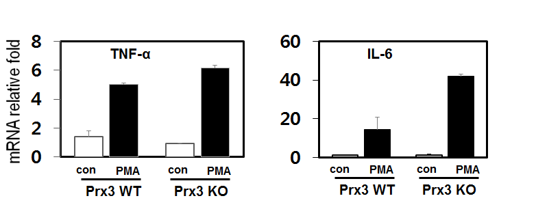 PrxIII KO mouse에서 대식세포의 사이토카인 분비량의 증가