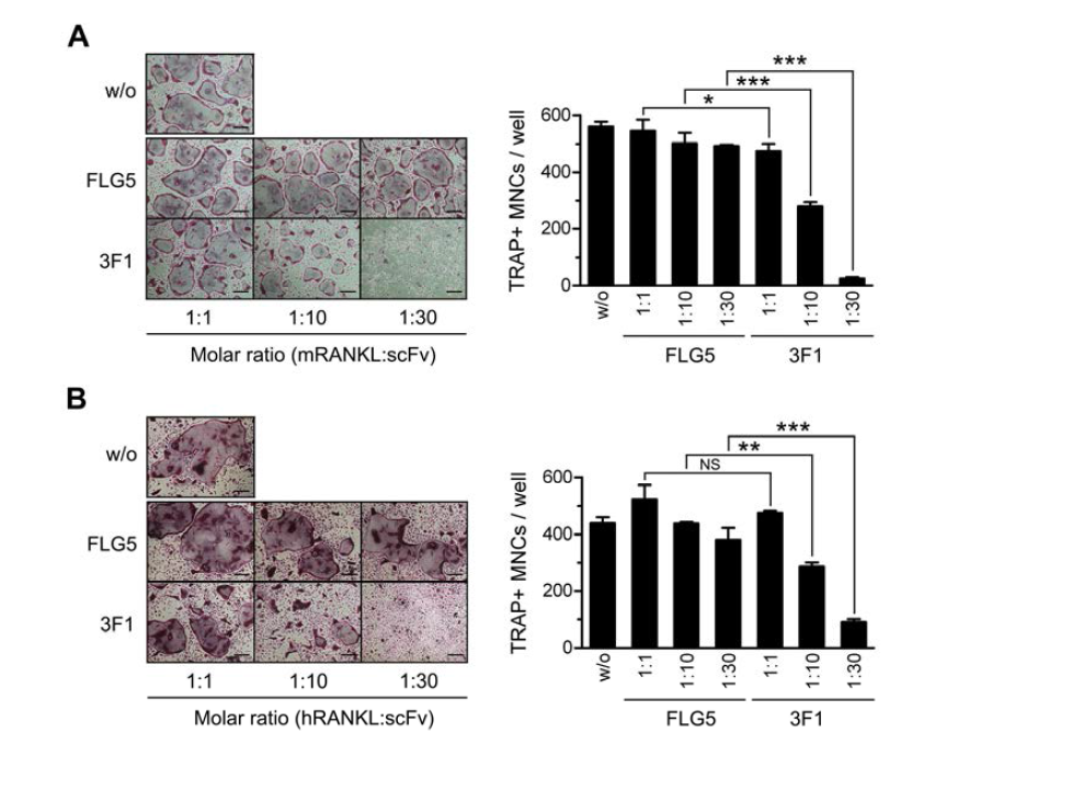 Inhibition of mouse or human RANKL-induced osteoclast differentiation by 3F1. BMMs were cultured with 20 ng/ml of M-CSF and 100 ng/ml of mouse (A) or human (B) RANKL for 5 days in the presence of FLG5 (control scFv) or 3F1 at the indicated molar ratio to RANKL. The cells were fixed, subjected to TRAP staining, and observed under a light microscope (left panels). Scale bar, 200 μm. The TRAP-positive multinucleated cells containing more than 3 nuclei (TRAP+MNCs) werecounted (rightpanels). All values represent means±SD. n=3. *P < 0.05; **P < 0.005; ***P<0.0005