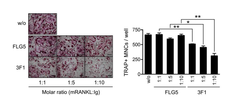 Inhibition of mRANKL-induced osteoclast differentiation by 3F1 immunoglobulin. BMMs were cultured with mRANKL (100 ng/ml) and M-CSF (20 ng/ml) for 4 days in the presence of FLG5 (control Ig) or 3F1 at the indicated molar ratio to mRANKL. The cells were fixed, subjected to TRAP staining, and observed under a light microscope (left panels). Scale bar, 200 μm. The TRAP-positive multinucleated cells containing more than 3 nuclei (TRAP+MNCs)werecounted(right panels). All values represent means ± SD. n=3. *P < 0.01; **P < 0.005