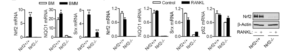 (A) BMM cells were exposed to RANKL (100 ng/ml) in the presence of M-CSF (20 ng/ml) for 6 h. The mRNA levels of Nrf2 and its target genes were analyzed as in E. The values represent means ± SD. n=3. (B) BMM cells were preincubated with 10 mM MG132 for 1 h and treated with RANKL (100 ng/ml) for 4 h in the presence of M-CSF (20 ng/ml). The cell lysates were subjected to immunoblot analysis using antibody specific for Nrf2