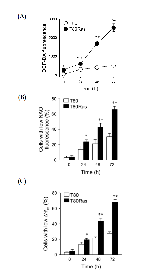 Effects of PI-76 on the preferential induction of ROS accumulation mitochondrial damage in H-RasV12-transformed cells. T80 and T80Ras cells were incubated with 30 μM PI-76 for the indicated times. (A) Time-dependent ROS accumulation induced by 30 μM PI-76 in T80 and T80Ras cells. Intracellular ROS levels were measured by flow cytometry using CM-H2DCFDA. (B) Effect of PI-76 on oxidation of cardiolipin in mitochondrial membrane; (C) Effect of PI-76 on mitochondrial membrane potential ΔΨm; Cells loaded with NAO (B) or TMRE (C) were analyzed by flow cytometry. Data were expressed as means ± SD of the percentage of cells with low ΔΨm (a) or low NAO fluorescence (b) from three independent experiments. *: p < 0.05; **: p < 0.01 compared to T80 cells