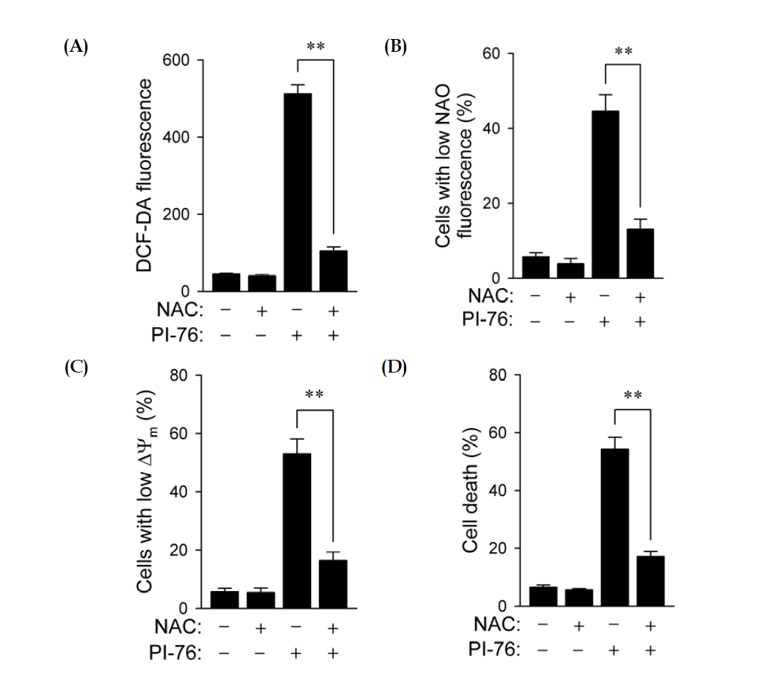 Selective killing of H-RasV12-transformed cells by PI-76 through ROS-mediated damage. T80Ras cells were incubated with DMSO (-) or 30 μM PI-76 (+) in the absence (-) or presence (+) of 1 mM NAC for 48 h. (A) Effect of antioxidant NAC on PI-76-induced ROS accumulation in T80Ras cells. Intracellular ROS levels were measured by flow cytometry using CM-H2DCFDA; (B and C) The left panels show the effects of NAC on PI-76-induced cardiolipin oxidation (B) and ΔΨm loss (C); (D) Effect of antioxidant NAC on PI-76-induced cell death in T80Ras cells. Cell death was analyzed by flow cytometry using FITC-conjugated annexin V and propidium iodide. Data were expressed as means ± SD of three independent experiments. **: p < 0.01