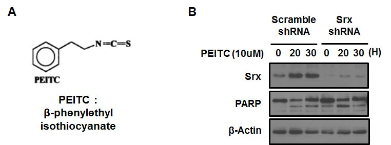 Srx deficiency increases apoptosis of cancer cell. (A) Structure of PEITC. (B) YHN-scramble shRNA and YHN-Srx shRNA cell were incubated in the presence of PEITC (10uM). The sample was subjected to SDS-PAGE for immunoblot analysis with antibodies for indicated proteins