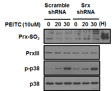 Srx deficiency increases the activity of p38 by hydrogen peroxide. (A) YHN-scramble shRNA and YHN-Srx shRNA cell were incubated in the presence of PEITC (10uM). The lysates were subjected to immunoblot analysis of Prx-SO2, Prx III, p-p38, and p38. The band of p-p38 indicated activity of p38 protein
