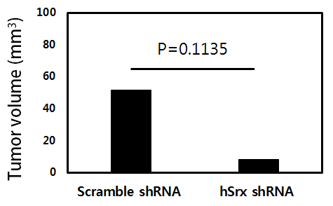 Inhibition of tumor growth by Srx inhibition. Nude mice (n=5) received subcutaneously injection of 5X106 YHN cells bearing scramble-shRNA or Srx shRNA. The mice were monitored for tumor growth throughout the experiment. Tumor volume was calculated using the following equation: tumor volume (mm3)=Length(L) *Width(W)*(L+W)/2*0.526