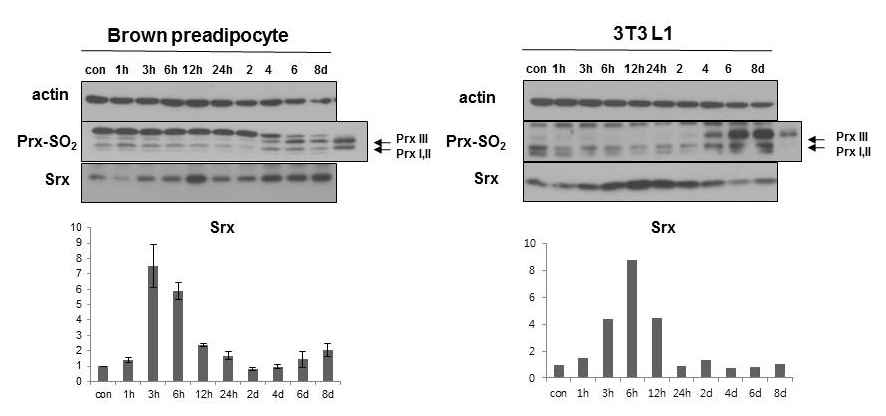 Brwon preadipocyte와 3T3-L1 지방 분화 시, Srx의 변화