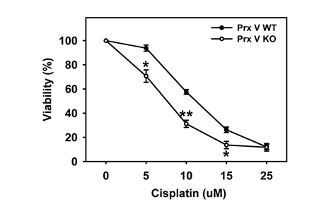 Cisplatin의 세포자살 유발에 대한 Prx V의 영향