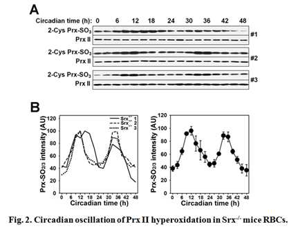 Circadian oscillation of PrxII hyperoxidation in Srx-/- mice RBCs