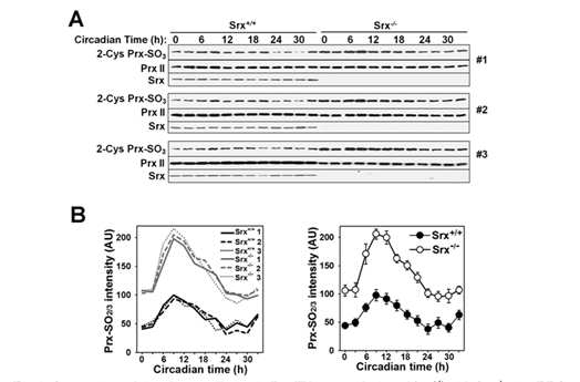 Comparison of circadian oscillation in PrxII hyperoxidation of Srx+/+ with Srx-/- mice RBCs