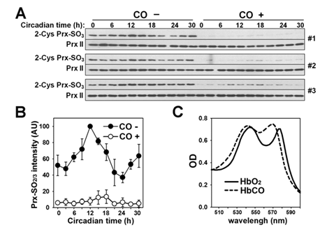 Effect of hemoglobin auto-oxidation on PrxII hyperoxidation in mice RBCs
