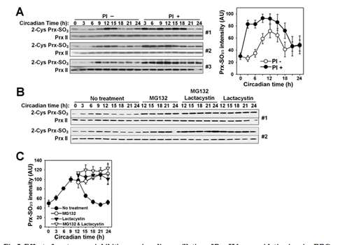 Effect of proteasome inhibition on circadian oscillation of PrxII hyperoxidation in mice RBCs