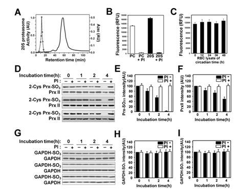 Specific degradation of hyperoxidized PrxII by purified 20S Proteasome