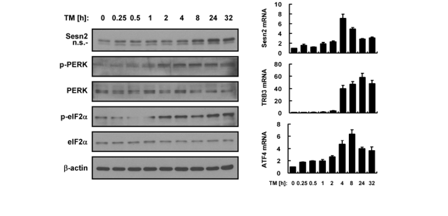 Tunicamycin induces Sestrin 2 expression in Hepa1c1c7 cells