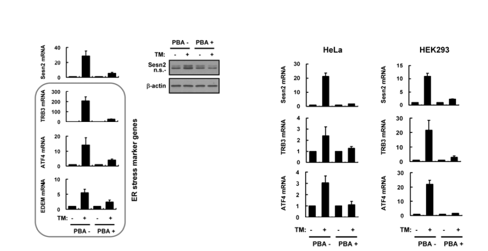 ER stress-specific induction of Sestrin 2 in Hepa1c1c7, HeLa, and HEK293 cells