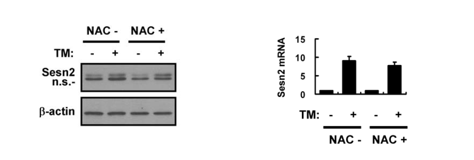 ER stress-induced induction of Sestrin 2 is not dependent on ROS in Hepa1c1c7 cells