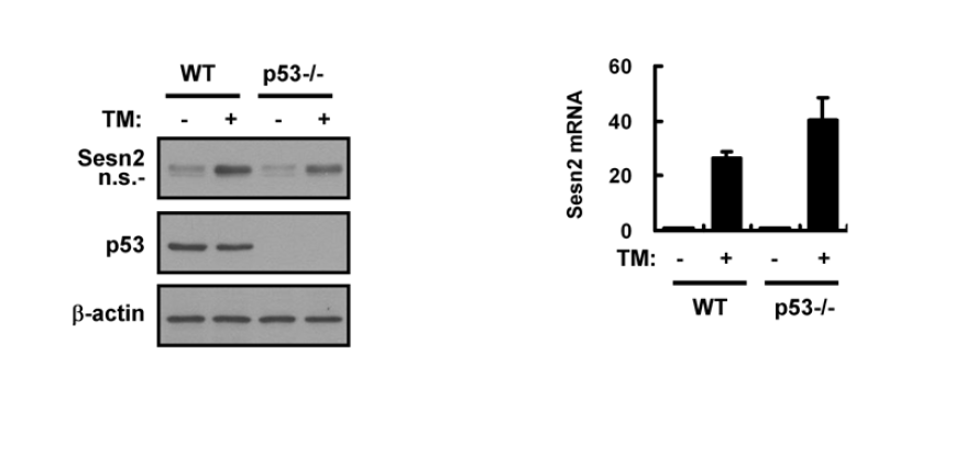 ER stress-induced induction of Sestrin 2 is not dependent on p53 in Hepa1c1c7 cells