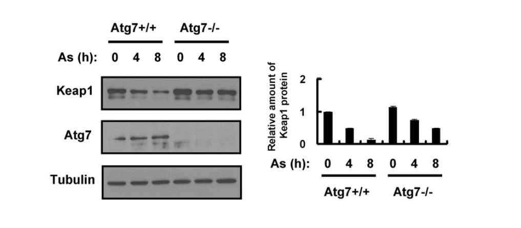 Arsenite (As)-induced Keap1 degradation is mainly dependent on Atg7