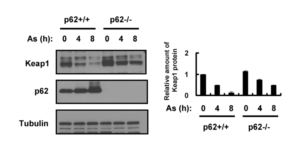 Arsenite (As)-induced Keap1 degradation is mainly dependent on p62