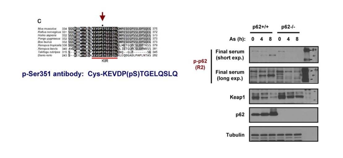 Validation of Ser351 phospho-p62 antibody