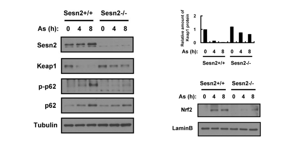 Ablation of Sesn2 attenuates As-induced Keap1 degradation, p62 phosphorylation and Nrf2 activation