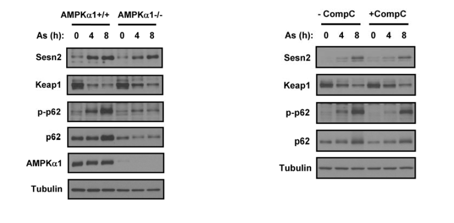 AMPK induces As-induced p62 phosphorylation and Keap1 degradation