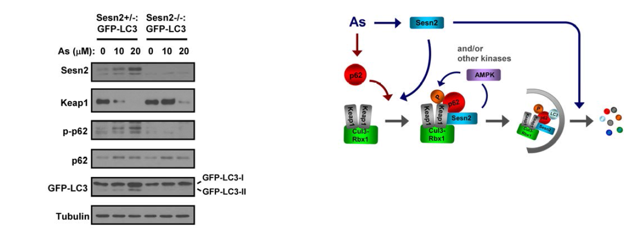 Ablation of Sestrin 2 ameliorates autophagic Keap1 degradation and proposed model