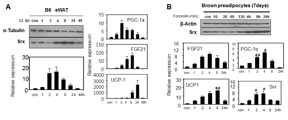지방 분해시 Srx 및 Browning marker gene, FGF21 의 발현 증가