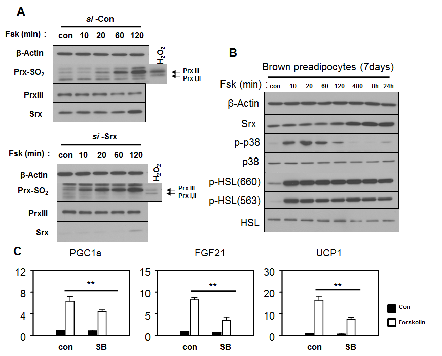 지방분해시 Prx III-SO2 및 p-p38 MAPK 증가 지방 분해시 Srx knockdown 시킨 세포에서 PrxIII의 불활성화 형태인 PrxIII-SO2 양이 증가