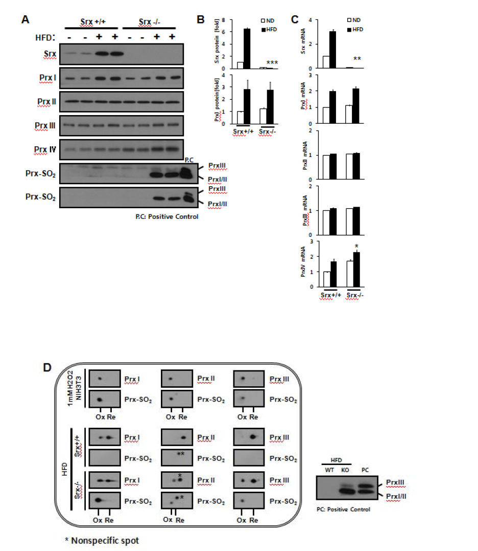 Effect of HFD on hyperoxidation of 2-Cys Prxs in adipose tissue of Srx-deficient mice