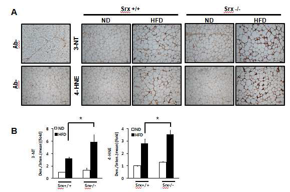 Effect of HFD on oxidative stress in adipose tissue of Srx-deficient mice