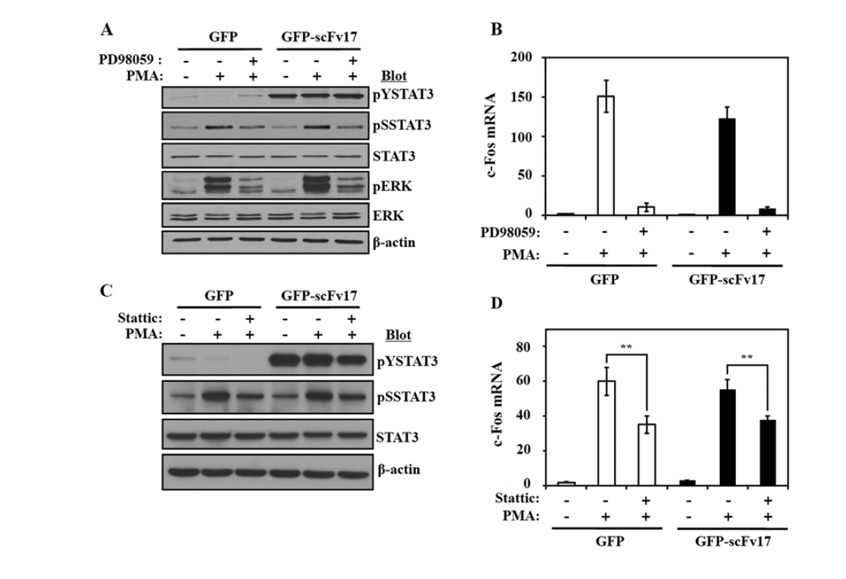 HepG2 세포에서 Tyr잔기에 인산화된 STAT3 특이적인 intrabody에 의한 STAT3 Ser 잔기의 인산화와 타겟 유전자 발현에 미치는 영향