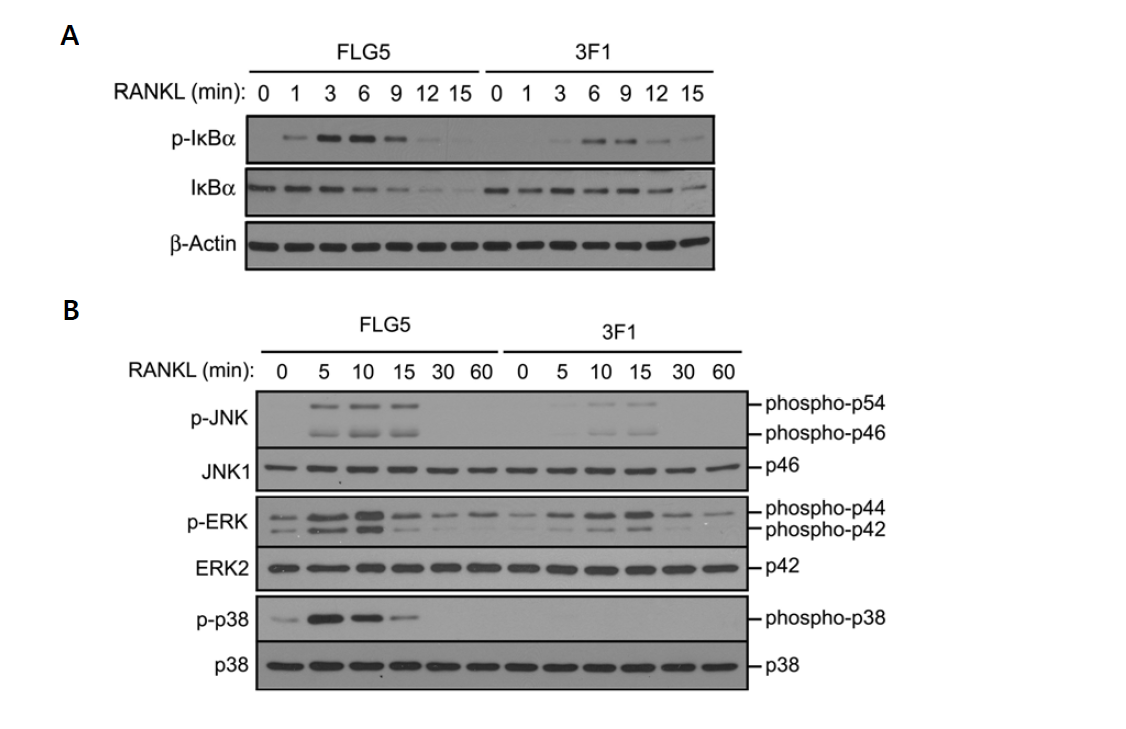 3F1 항체에 의한 RANKL-induced NFkB 및 MAPK의 활성화의 억제