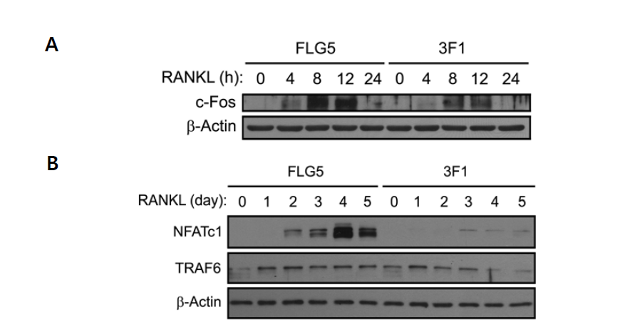 3F1 항체에 의한 RANKL-induced c-Fos 및 NFATc1 발현의 억제