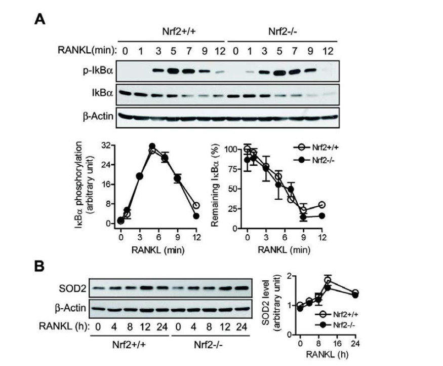 Nrf2 결손에 의한 RANKL-induced NF-kB 활성화의 조절