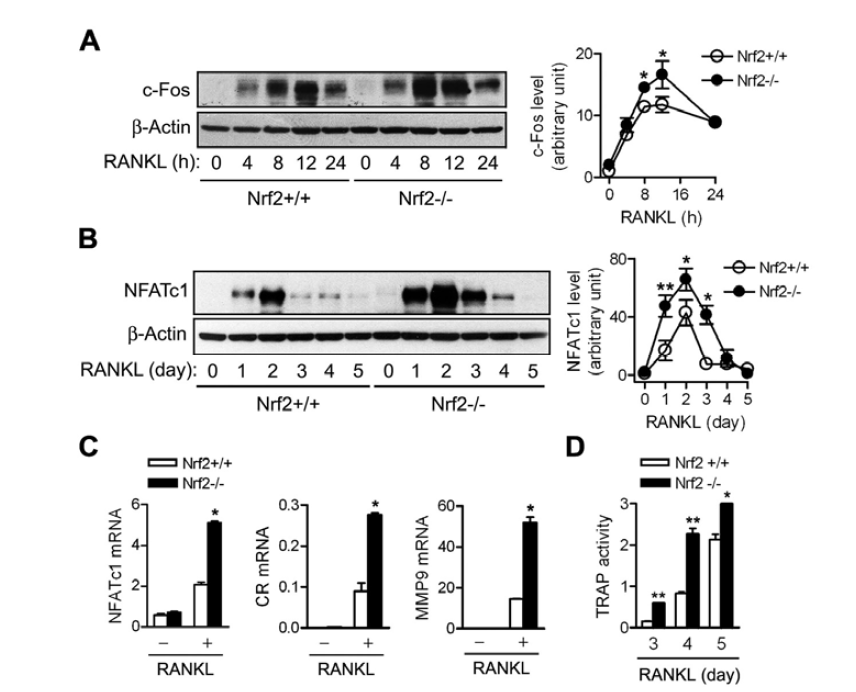 Nrf2 결손에 의한 RANKL-induced c-Fos, NFATc1 유전자 발현의 촉진