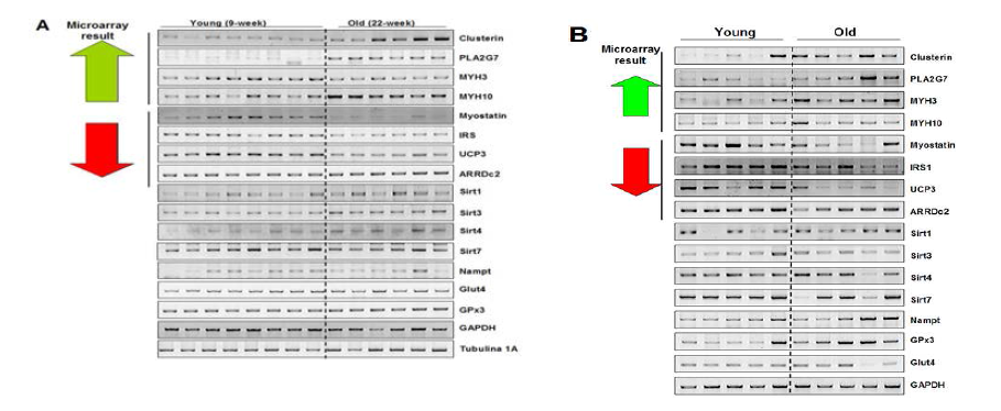 Microarray 분석을 통한 유전자 발현 변화 확인
