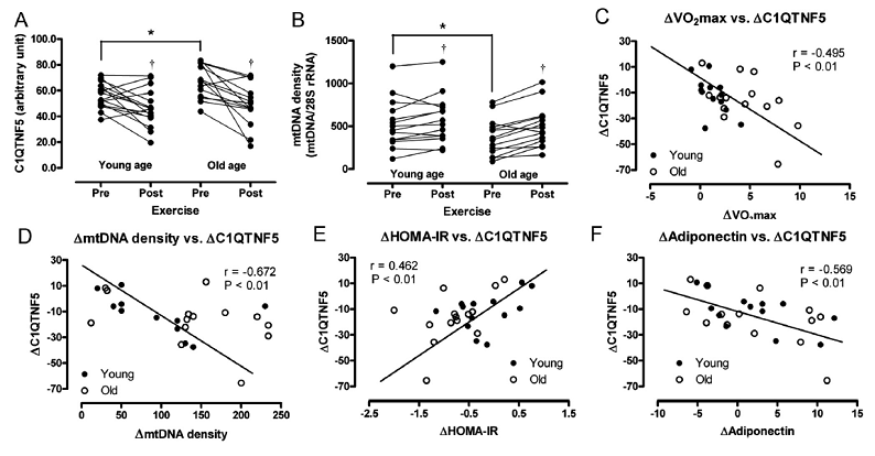 운동 전 후 변화하는 C1QTNF5, mtDNA를 확인하고, C1QTNF5와 최대 산소 소모량 (VO2max), mtDNA, HOMA-IR, adiponectin 의 변화와의 관련성 분석