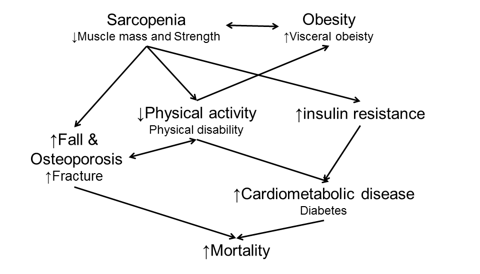 노인 근감소증과 인슐린 저항성 및 관련 인자들 간의 상호 작용