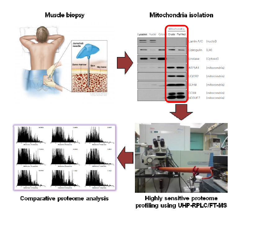 근조직 단백체 분석 과정