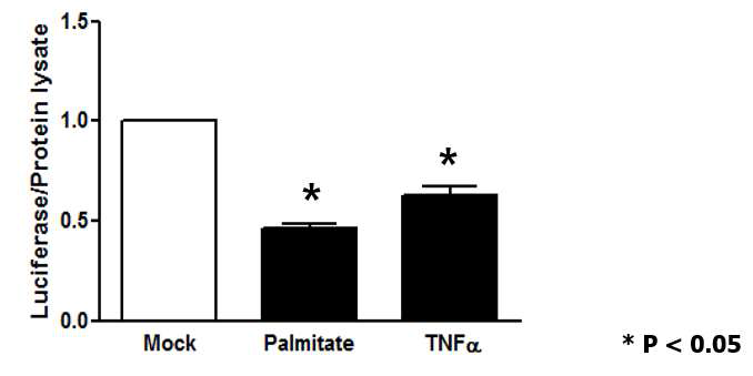 C-Myc expression in skeletal muscle of diet