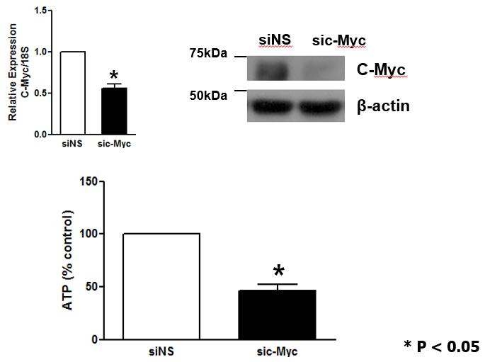 Knockdown of c-Myc with siRNA in C2C12 myotube decreases ATP production