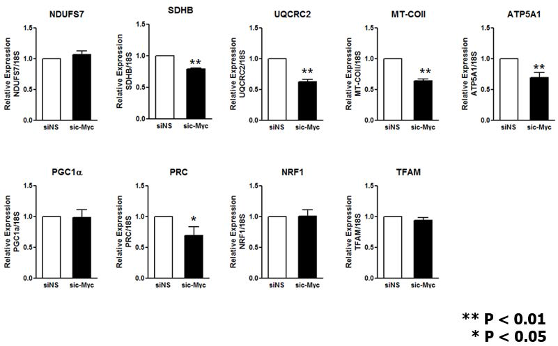 Knockdown of c-Myc with siRNA in C2C12 myotube decreases mitochondrial respiratory complex genes with concomitant decrease in PGC-1-related coactivator (PRC) mRNA but other regulators of mitochondrial biogenesis, including PGC1α, are not affected. The result is consistent in six independent sets of experiments.