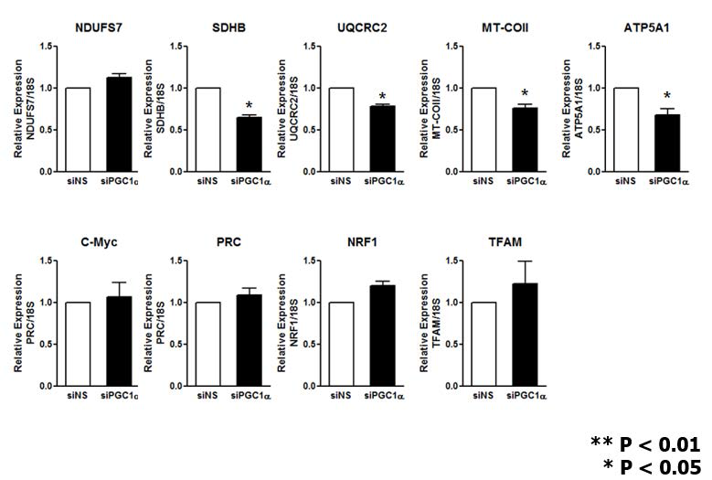 Knockdown of PGC1α with siRNA in C2C12 myotube