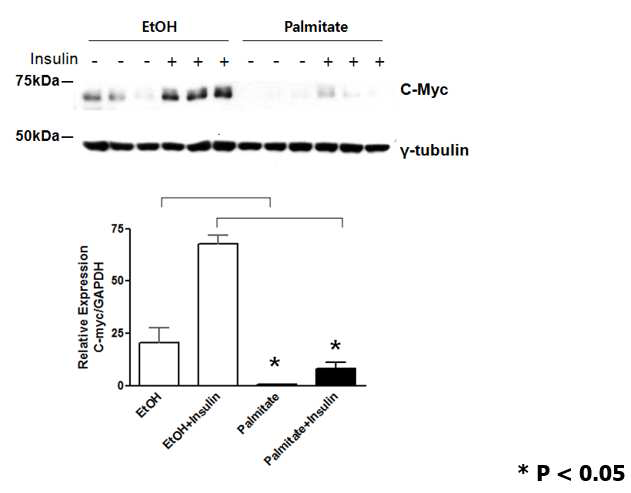 Baseline c-Myc protein expression and c-Myc protein induction by insulin (100nM for 4hrs) is abrogated in C2C12 myotube cell line after palmitate treatment (500 μM for 24hrs).