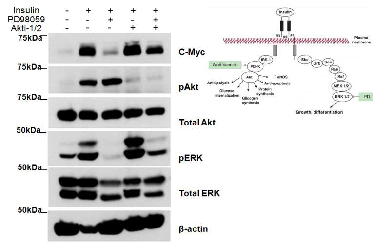 C-myc protein induction by insulin is dependent on ERK pathway. Insulin failed to induce c-Myc expression in the presence of ERK inhibitor (PD98059, 25 μM, 30 min prior to insulin treatment) but not by Akt inhibitor treatment (Akt inhibitor VIII; Akti-1/2, 10 μM, 30 min prior to insulin treatment).