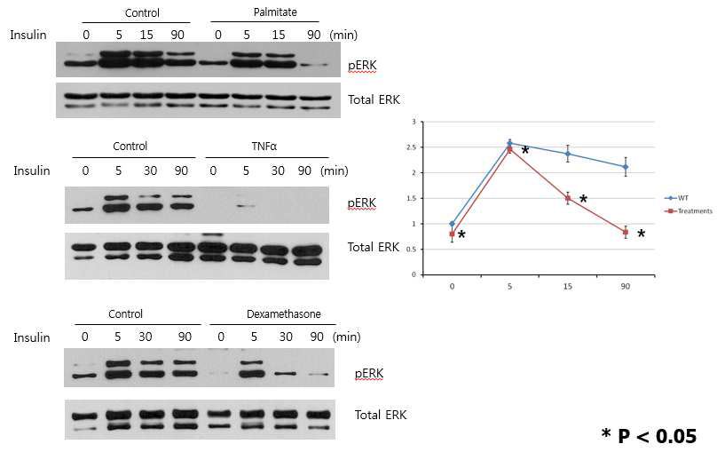 ERK signal duration becomes transient and amplitude (peak at 5 minutes after insulin treatment) decreases in insulin resistance conditions.